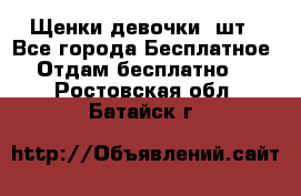 Щенки девочки 4шт - Все города Бесплатное » Отдам бесплатно   . Ростовская обл.,Батайск г.